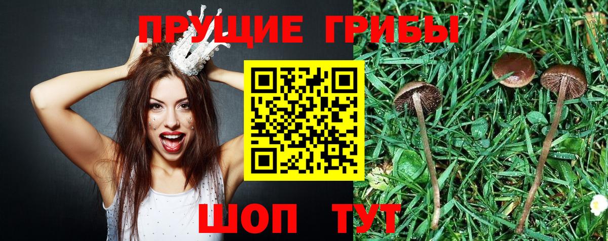 Галлюциногенные грибы Psilocybine cubensis  Вход с VPN  цена   Мелеуз 